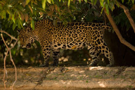 jaguar
